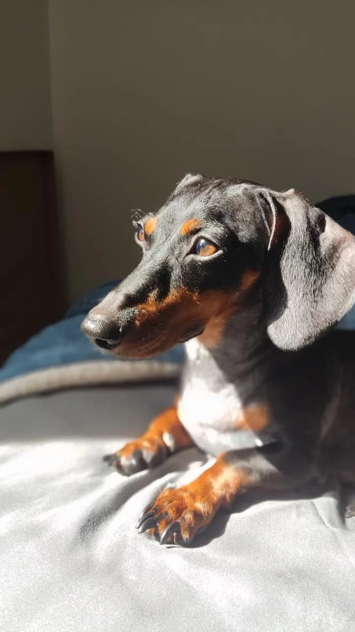 Maya, uma dachshund preta e caramelo, deitada ao sol
